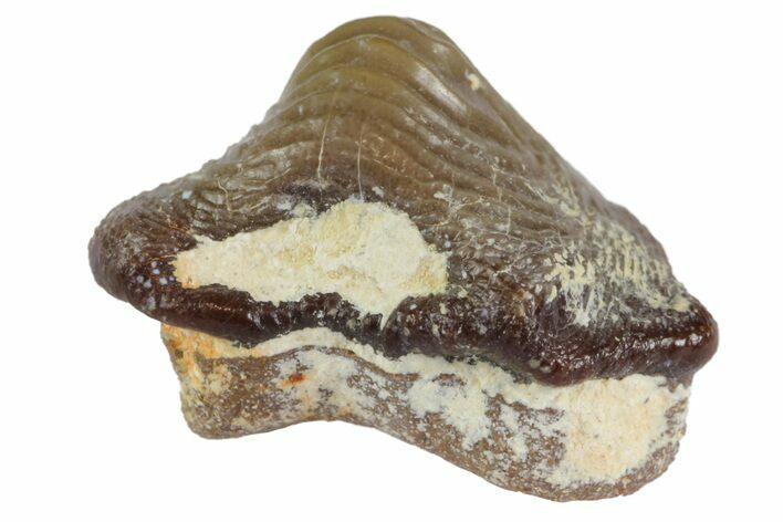 Fossil Crusher Shark (Ptychodus) Tooth - Kansas #152349